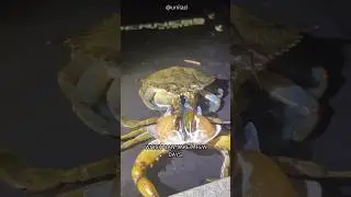 Otherworldly Crab Molting