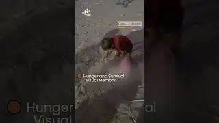 A Child and Hunger | Visual Memory (TvBiH) #shortvideo #short #viralvideo