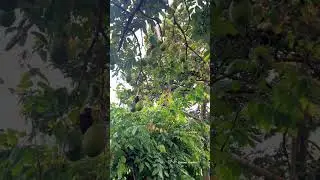 Peaceful Avocado Garden 4 🌿 | Relaxing Nature ScenerySuper avocado variety #shorts #avocado