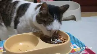 ニャアの夕食タイムトライアル(20260122)