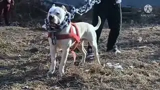dangerous dog dogo  Argentina