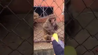 Pagal bandar (Crazy Monkey) #funny #cute #zoo