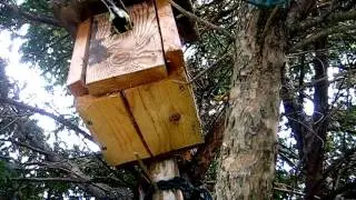 Kohlmeisen Im Garten des GesundheitsVereines in Breitenau