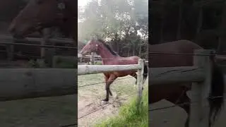 New horse at the barn!! || #shortsfeed #fypシ #fy #fyp