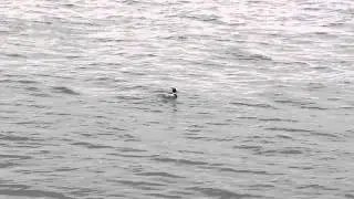 Merganser, Halifax, Nova Scotia