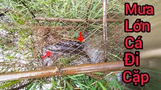 Đặt lờ cá lóc tập 17: Trời mưa lớn đi thăm lờ cá chạy cặp cặp không quá đã