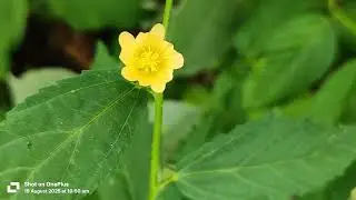 Sida acuta flower, #sida-acuta, #commonwireweed, #broomweed, #suthernsida, #medicineplantflower, 