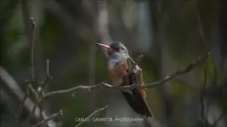 Green-brown-white Hummingbird (Amazilia viridicauda)