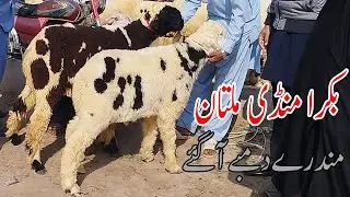 Beautiful Dumby For Sale | Sasti Mandi | Mandi Kay Rang Official Vlog 2025