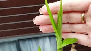 Bletilla Striata in spike