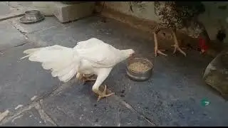 reza breed sethuva petta(sold out)