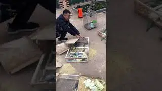 Parrot Talking - Smart And Funny Parrots Video | EP727