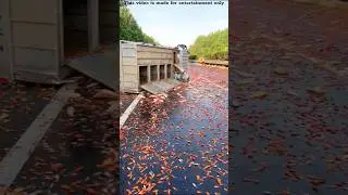 Where did the fish on the road come from🐠|#shorts#youtubeshorts#viral#trending#facts