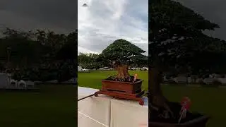 Deretan Bonsai Terbaik Kelas Dunia