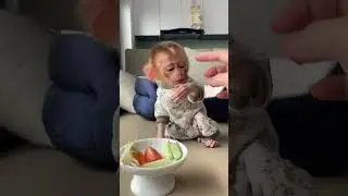 Baby Monkey KiKi's Breakfast | Curious Monkey Family's Daily