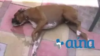 Convulsi&oacute;n Generalizada T&oacute;nico Cl&oacute;nica