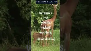 Curious about the gazelle that's half giraffe? #Shorts #subscribe #animalfacts #viral #bizarre