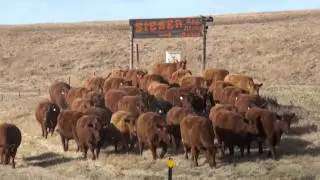 Bieber Red Angus Ranch