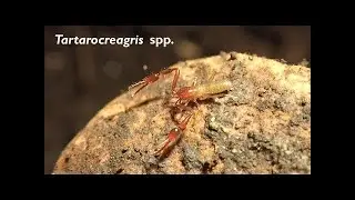 Cave Life: Tartarocreagris
