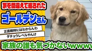 【2ch動物スレ】愛犬を間違えて返された家族、誰も気づかなかったが猫ちゃんだけが気づくwwww