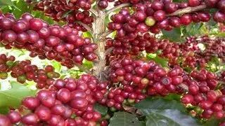 Orchids Flowers | Amazing Agriculture Technology - Coffee tree