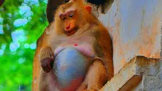 Wonderful Action! Old Pregnant Monkey Ashley Is Waiting For Give New Birth For A Long Time