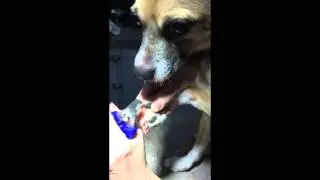 Pet Nail Trimming- Blue Door Veterinary Services
