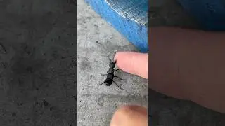 Devils Coach Horse Beetle