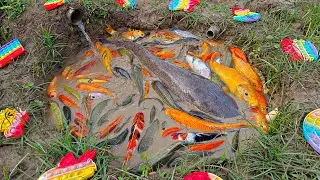Menangkap ikan lele besar, ikan koi, ikan cupang, ikan hias, kura kura, ayam warna warni.part907