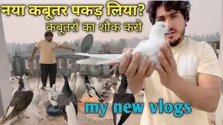 // NEW KABUTAR PAKAD LIYA // 😂👌// ( KABUTAR KI NASAL BATAO ) ( KABUTAR (PAKADNE KA SAHI TARIKA)