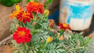welcome in my special live❤️🥰🌹🌹🔥