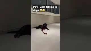 PoV- Girls talking to dogs 😂😂