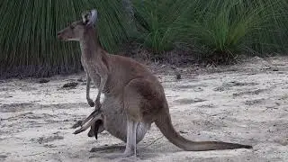 A beautiful moment of play and unity kangarous   Baby Kangaroos  Joys