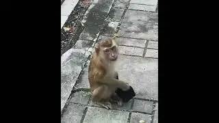 смешное-видео Корона-вирус