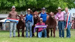 Lot 20 - Shorthorn embryos - AJM Pattie T121 x Outback Sprys Enterprise S310