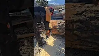 100 &aring;r gammel furu! 60 cm diameter og 4 meter lang  #forestry #diy #wood #stihl #viralvideo