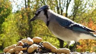 Blue jays and chipmunks are here for the peanuts in October