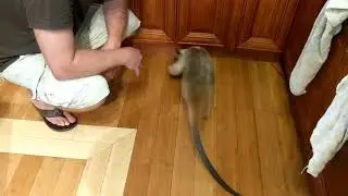 Anteater play
