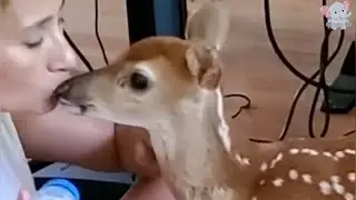 A Dog&rsquo;s Compassion: Rescuing a Lost Fawn and Building an Unbreakable Bond.