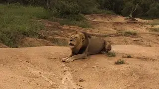 1/4 Black dam male Lion roaring in morning.🐾🌿🦁| Kruger | 8 January 2026