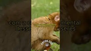 Animais Inteligentes: Al&eacute;m dos Humanos pt 1-3 #shorts