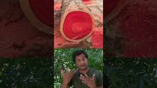 🌳Most expensive African blackwood tree ! // Sri info (Tamil)