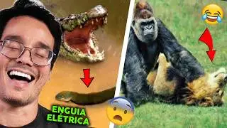 QUANDO OS ANIMAIS ESCOLHEM O OPONENTE ERRADO (tente n&atilde;o rir kkkkkk) - Peter Reage