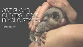 Are Sugar Gliders Legal in Your State? (Guide to All 50 US State Laws)