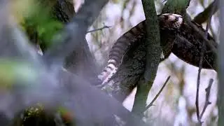 Fuite arboricole chez la vipère aspic