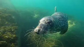 Phoques et dauphins - Les glénans 2021
