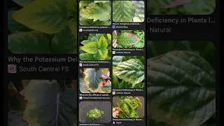 Suburban Homesteading: Potassium Deficiency: How To Correct Potassium Deficiency In Plants