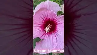 Гибискус травянистый, сорт Summer Storm (Саммер Шторм), 18 августа 2022