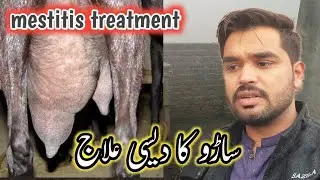 mestitis treatment in goats | saro ka Desi ilaj | bakri wala