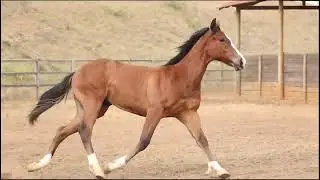 18   KHAN ADVENTURE HDBA ok